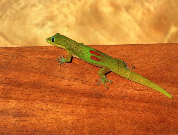 Gecko à Mayotte