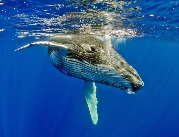 Baleine sous l'eau