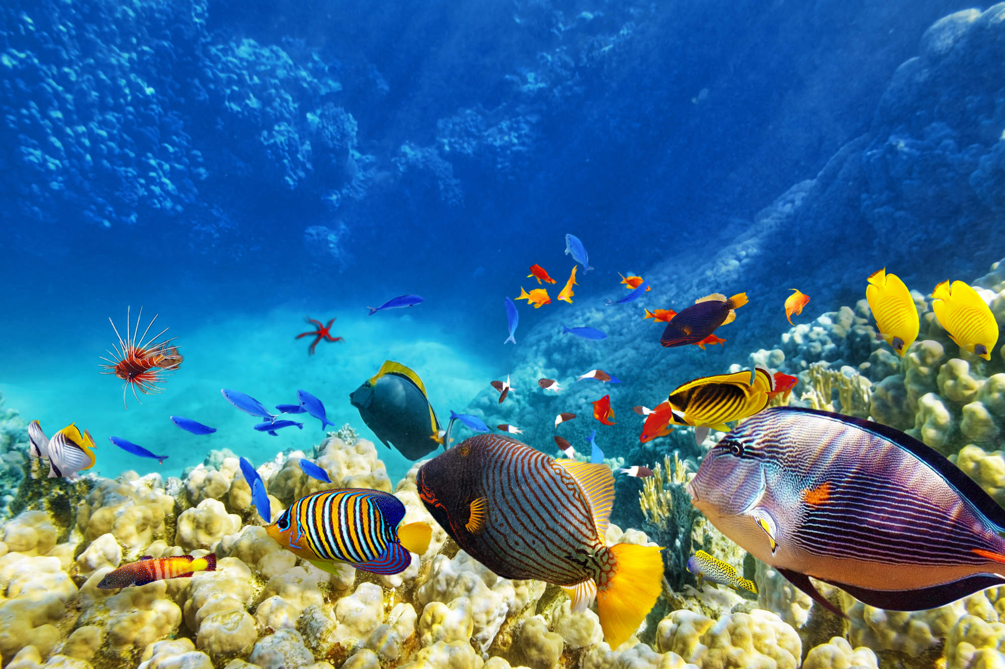 poissons multicolores sous-marins